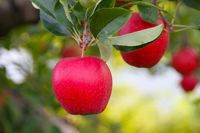 visit our pick your own farm to pick.  Ransom Sage Farm is located a on Rt44 North of Chardon.