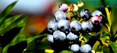 Bulk Blueberries